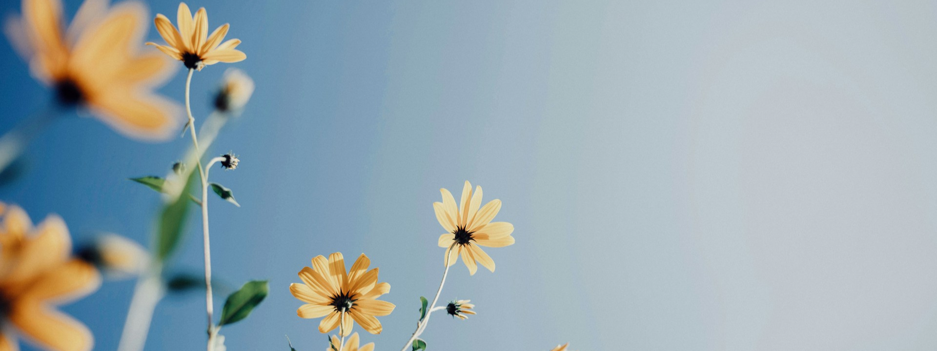 primavera1